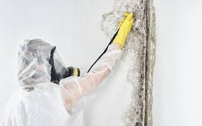 Asbestos and Lead Testing During Mold Inspection in Mccoll, SC